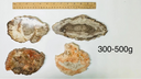 Petrified Wood Slabs - 300-500g