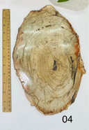 Petrified Wooden Platter - 04