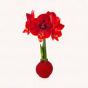 Amaryllis