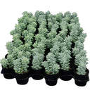 Sedum Morganianum Burrito