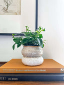 Noemi Planter