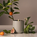 Signature Candle , Mandarin Basile
